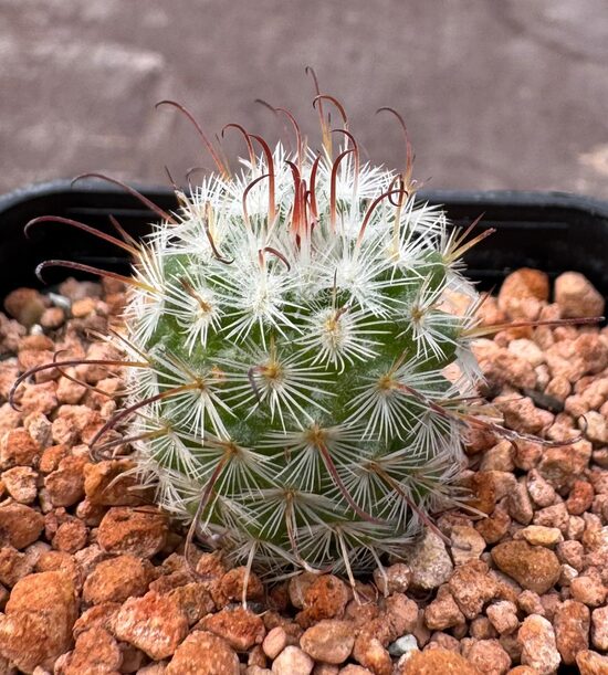 MAMMILLARIA BOMBUCINIA 2-3CM
